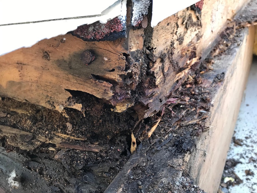 wood rot damage